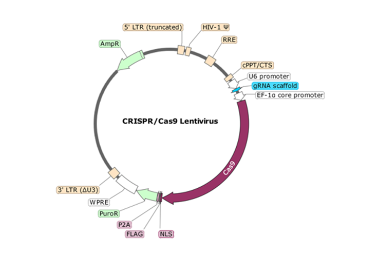 CRISPR/Cas9 Lentivirus