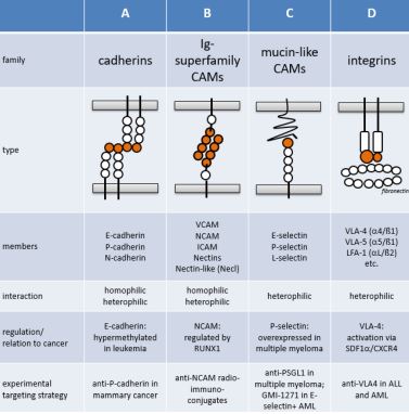 Buitenboordmotor Defecte Hedendaags The CAM family: A new target for monitoring or treating cancers? - Nordic  Biosite