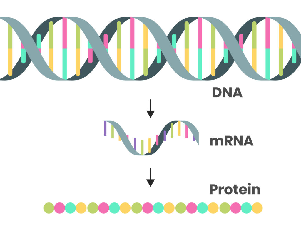 DNA, mRNA and polypeptide chain