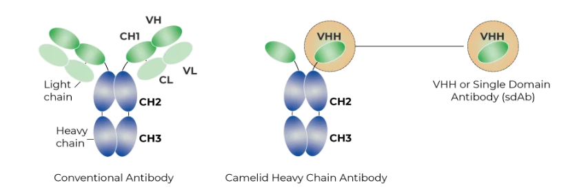 single domain antibody